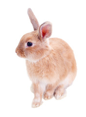 Cute rabbit, isolated on white