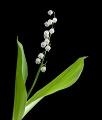 Wall murals Lily of the valley Lily of the Valley flowers isolated on a black background.