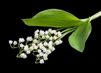 Wall murals Lily of the valley Lily of the Valley flowers isolated on a black background.