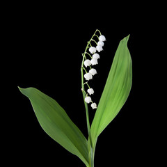 Lily of the Valley flowers isolated on a black background.