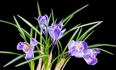 spring crocus flower with leaves isolated on black background