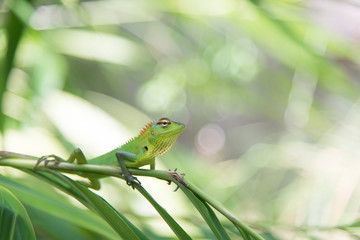 Green chameleon sitting on a tree branch