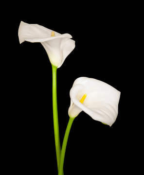 Fototapeta two white Calla lilies isolated on black