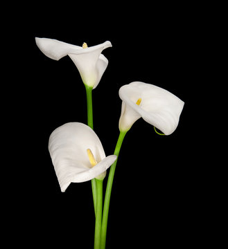 three white Calla lilies isolated on black