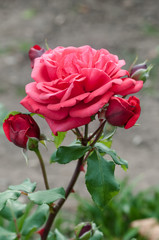 Romantic pink peachy rose flower and buds gardening