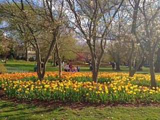 Sherwood Gardens Tulips