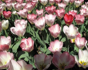 Bunch of pink and white tulips growing in backyard garden