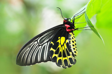 Obraz premium Butterfly