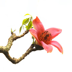 Fototapeta premium Blossom of the Red Silk Cotton Tree