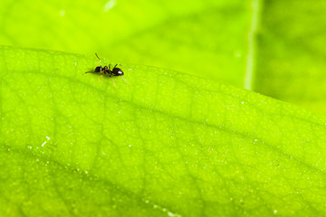 Ant on green