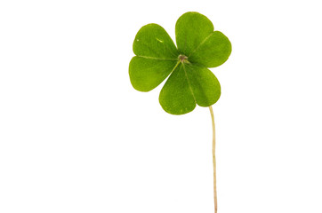 jungle leaf white background