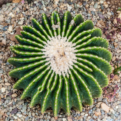 Echinocactus grusonii brevispinus