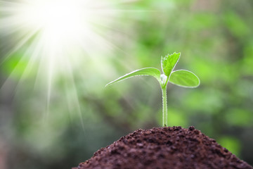 seedling closeup with sunshine
