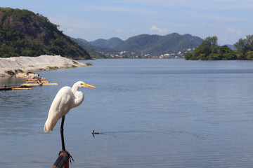 White Great Egret