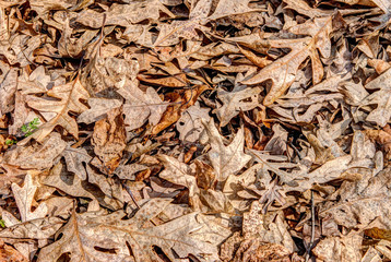 Brown Leaves