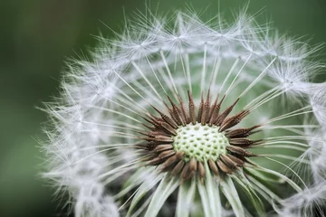 Tuinposter dandelion closeup © chungking