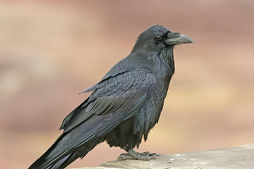 Fototapeta premium Common Raven on a Rock Ledge