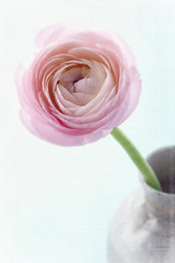 Pink ranunculus flower