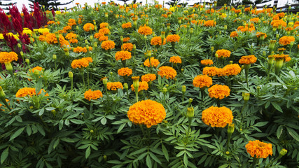 Marigold flowers at park