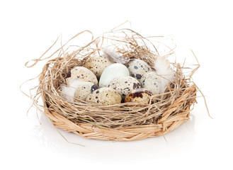 Naklejka na ściany i meble Quail eggs nest