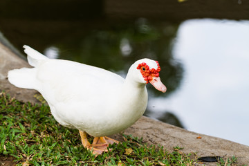 red mouth duck