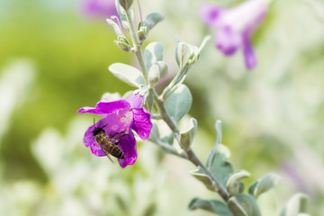 Obraz premium Bee on flower.