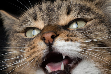 closeup portrait meowing cat