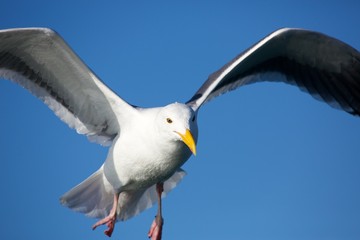 Seagull Flys