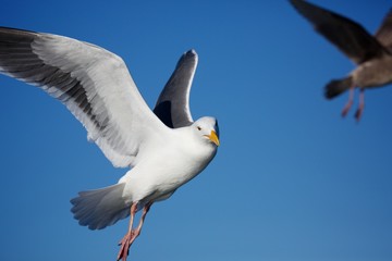 A Seagull Flys