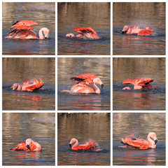 Obraz premium Collage of flamingo