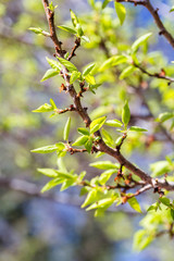 Fresh leaves