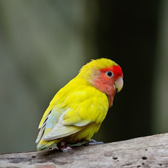 Lovebird