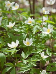Anemone nemorosa