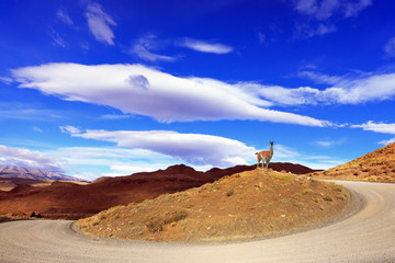On the hill  is pretty fabulous guanaco
