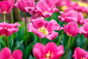 Beautiful colorful tulips in garden