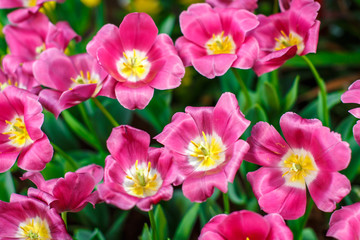 Fototapeta na wymiar Beautiful colorful tulips in garden