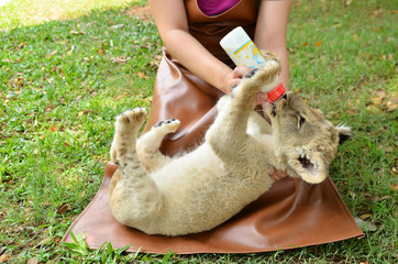 Naklejka premium zookeeper feeding baby lion