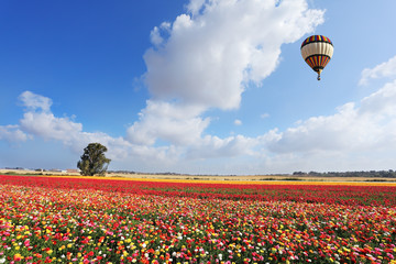 The balloon flies over a field of garden buttercups