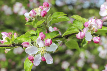 Blooming apple branch in spring orchard