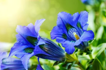 Papier Peint photo Lavable Printemps Trumpet gentiana blue spring flower in garden
