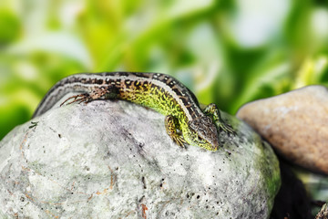 small lizard Lacerta agilis