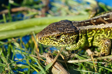 Fototapeta premium small lizard Lacerta agilis