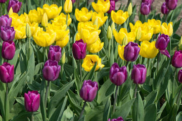 Tulips blossoms