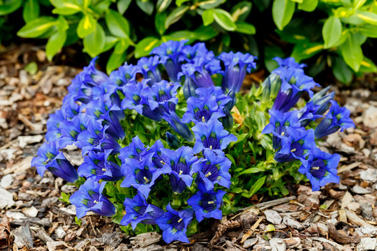 Trumpet gentiana blue spring flower in garden