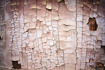 Wood Texture Background