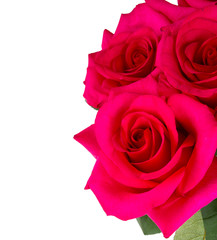 beautiful roses isolated on white