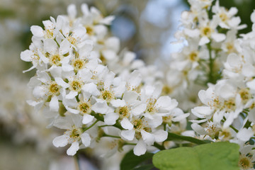 blooming fragrant bird cherry tree closeup