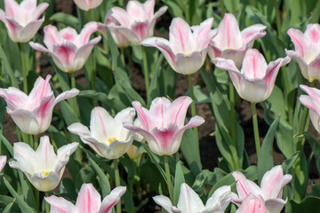 Obraz premium Tulips blossoms