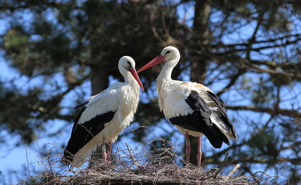 couple de cigognes sur leur nid