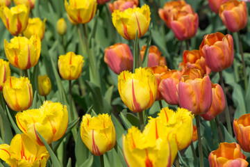 Obraz premium Tulips blossoms
